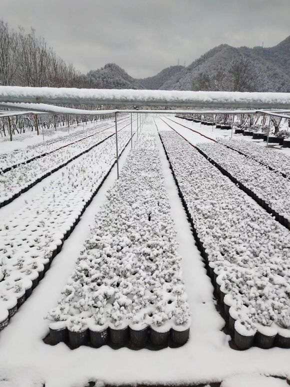 杜鹃花下山桩到底有多耐寒 图片