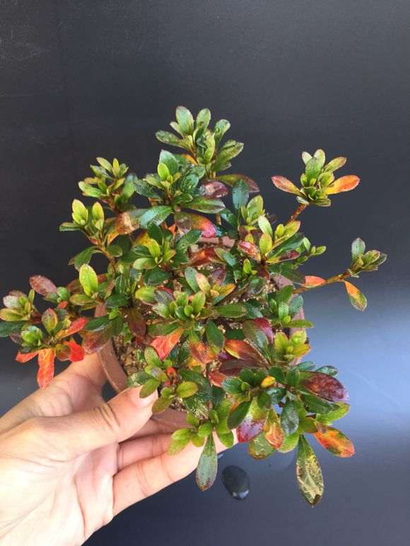 杜鹃花下山桩到底有多耐寒 图片