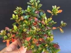 杜鹃花下山桩到底有多耐寒 图片