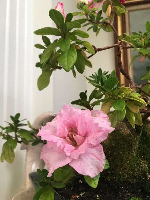 东北杜鹃花下山桩会冻伤死亡吗 图片