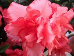 我谈谈怎么养杜鹃下山桩的方法 图片