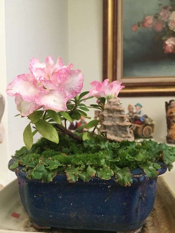 为什么杜鹃下山桩容易肥大伤根 图片