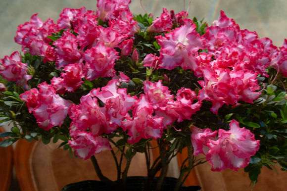 为什么杜鹃下山桩容易肥大伤根 图片