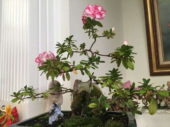 为什么杜鹃下山桩容易肥大伤根 图片