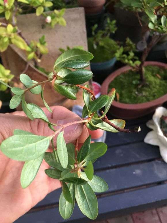 为什么杜鹃下山桩容易肥大伤根 图片