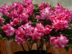 为什么杜鹃下山桩容易肥大伤根 图片