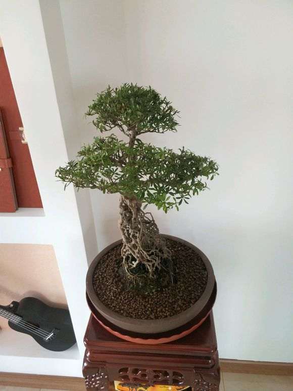 我的杜鹃下山桩这是怎么了