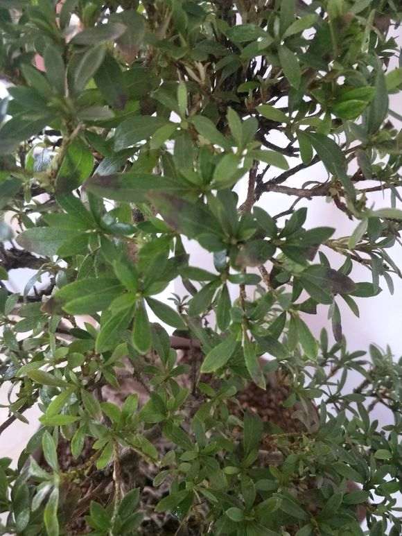 我的杜鹃下山桩这是怎么了