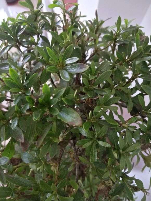 我的杜鹃下山桩这是怎么了