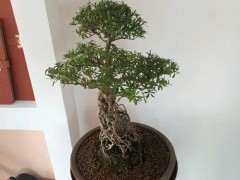 我的杜鹃下山桩这是怎么了 怎么办 图片