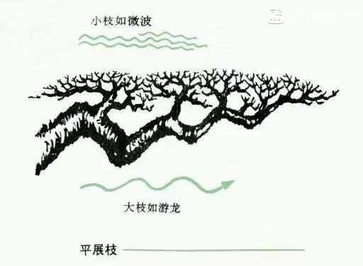 图解 杜鹃下山桩怎么造型的方法