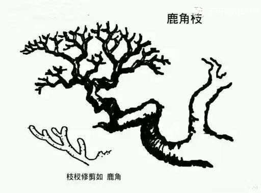 图解 杜鹃下山桩怎么造型的方法