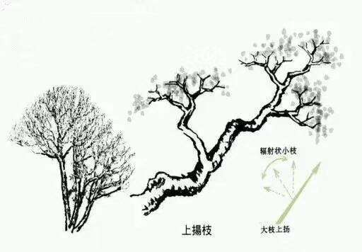 图解 杜鹃下山桩怎么造型的方法