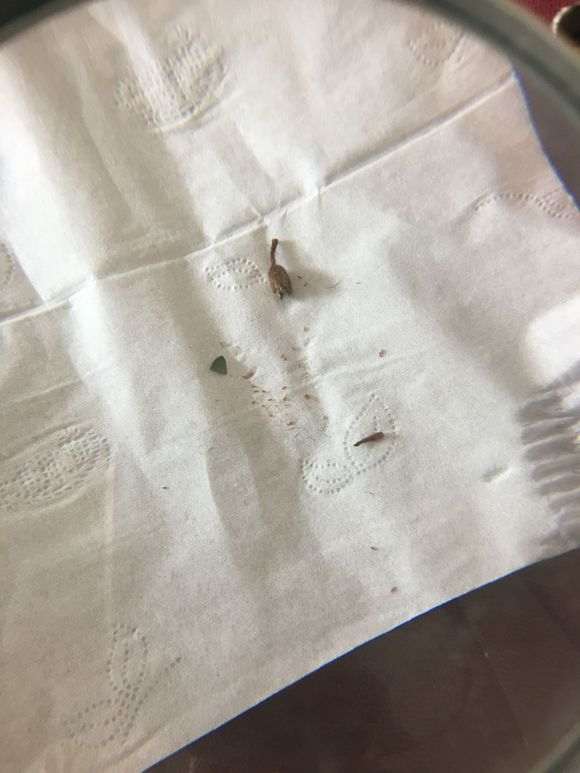 杜鹃下山桩种子怎么播种的方法 图片