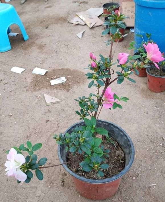 这棵杜鹃下山桩 还能发芽吗 图片