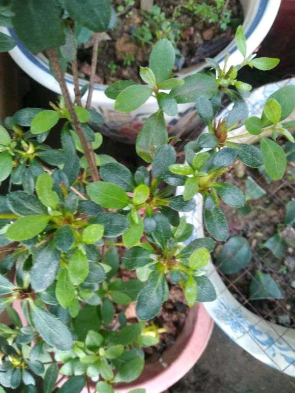 这棵杜鹃下山桩 还能发芽吗 图片