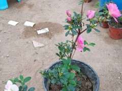 杜鹃下山桩在剪枝后慢慢死了 怎么办 图片