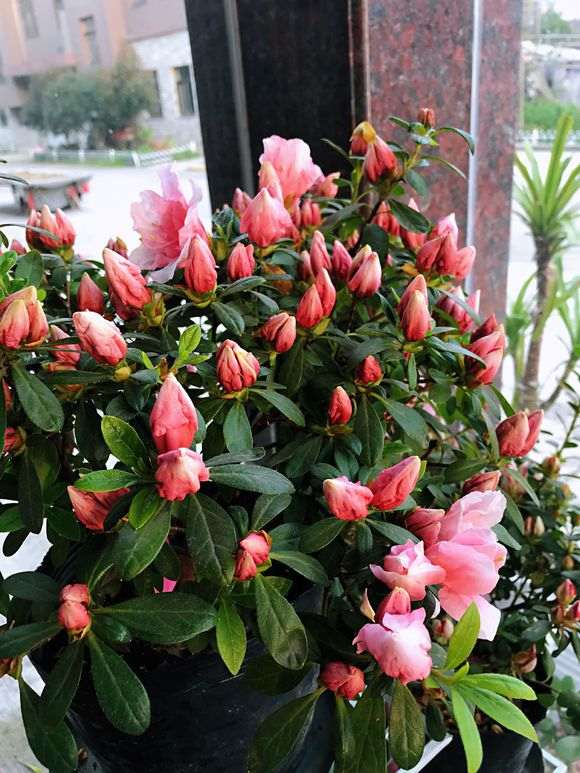 杜鹃下山桩养了一年多 终于要爆盆了 图片