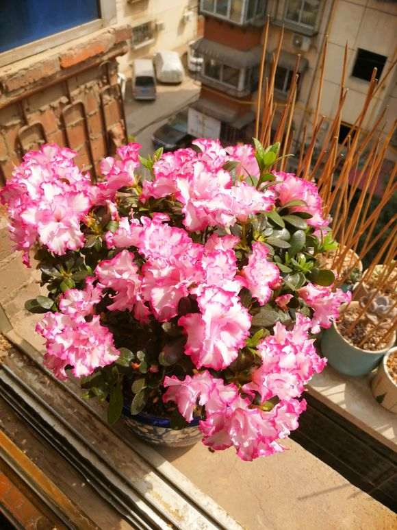 杜鹃下山桩养了一年多 终于要爆盆了 图片