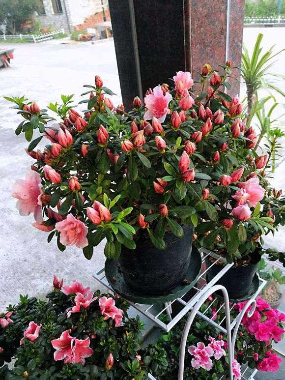 杜鹃下山桩养了一年多 终于要爆盆了 图片