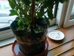 杜鹃下山桩 每天要叶面喷水吗 图片