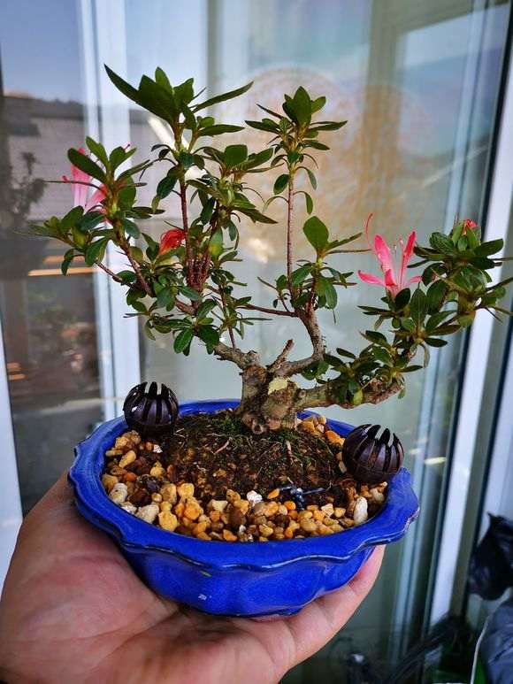 有关杜鹃下山桩的品种分类有多少 图片