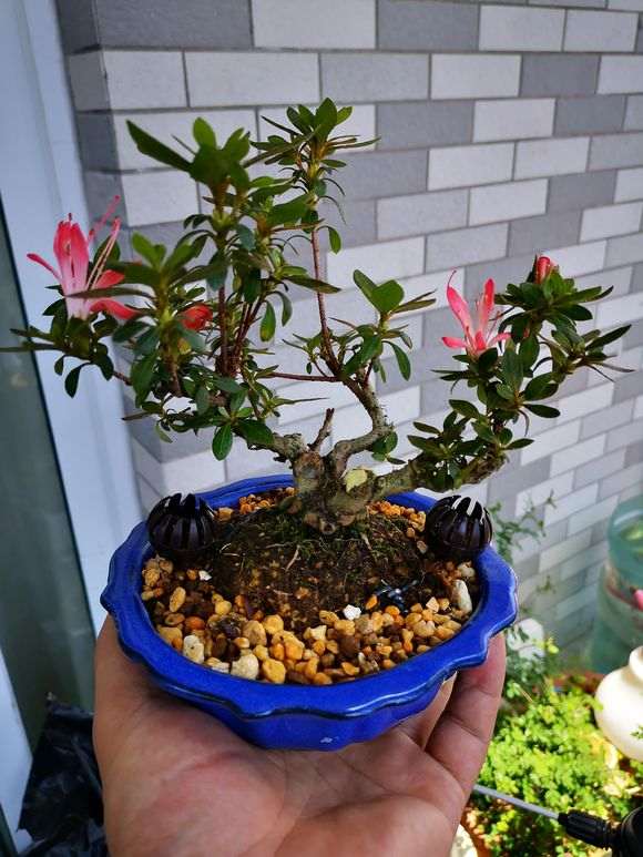 杜鹃下山桩怎么养护的飞飞世界 图片