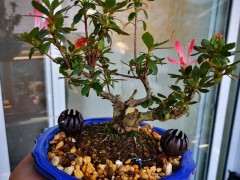 杜鹃下山桩怎么养护的飞飞世界 图片