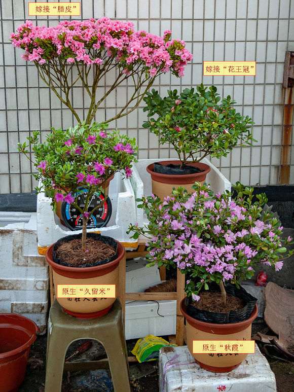 杜鹃下山桩开花少是不是全园土的原因 图片