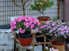 杜鹃下山桩开花少是不是全园土的原因 图片