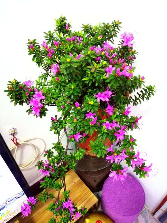 杜鹃下山桩怎么用土浇水的方法 图片