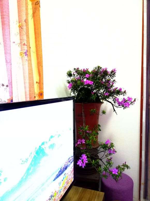 杜鹃下山桩怎么用土浇水的方法 图片