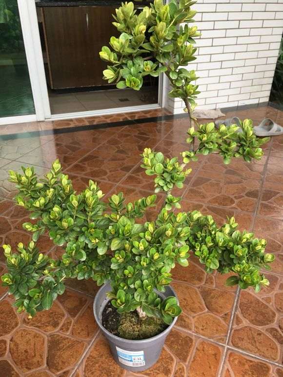 为什么杜鹃下山桩从不遮阴也不会死