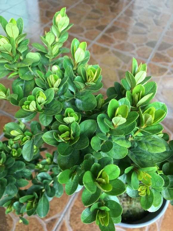 为什么杜鹃下山桩从不遮阴也不会死