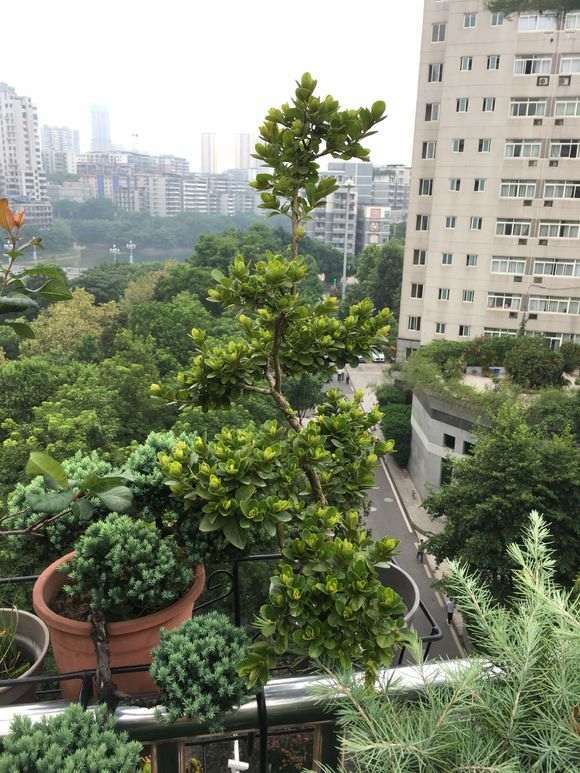 为什么杜鹃下山桩从不遮阴也不会死