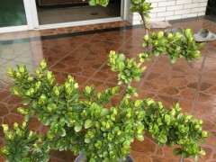 为什么杜鹃下山桩从不遮阴也不会死