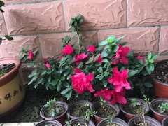 在院子里地栽杜鹃下山桩合适吗