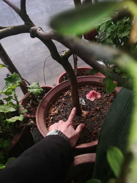 杜鹃下山桩养死了 叶子突然发黑 怎么办