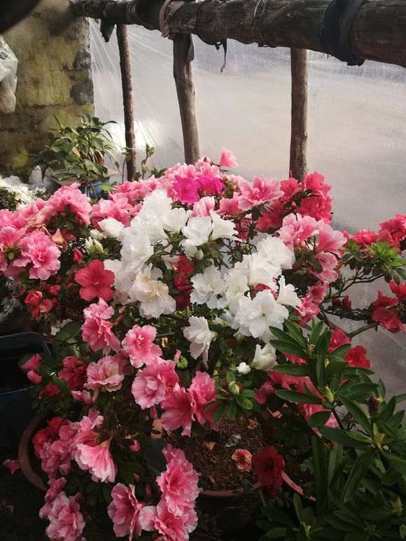 杜鹃下山桩养死了 叶子突然发黑 怎么办