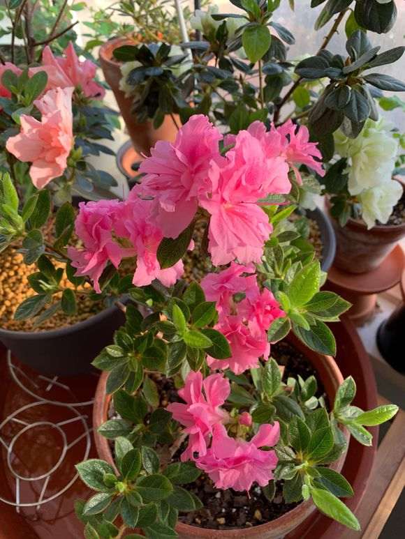 安酷杜鹃下山桩怎么重瓣的方法 图片