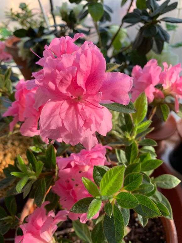 安酷杜鹃下山桩怎么重瓣的方法 图片