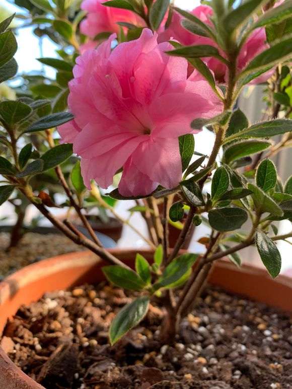 安酷杜鹃下山桩怎么重瓣的方法 图片