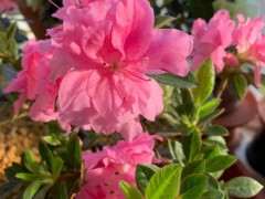 安酷杜鹃下山桩怎么重瓣的方法  图片