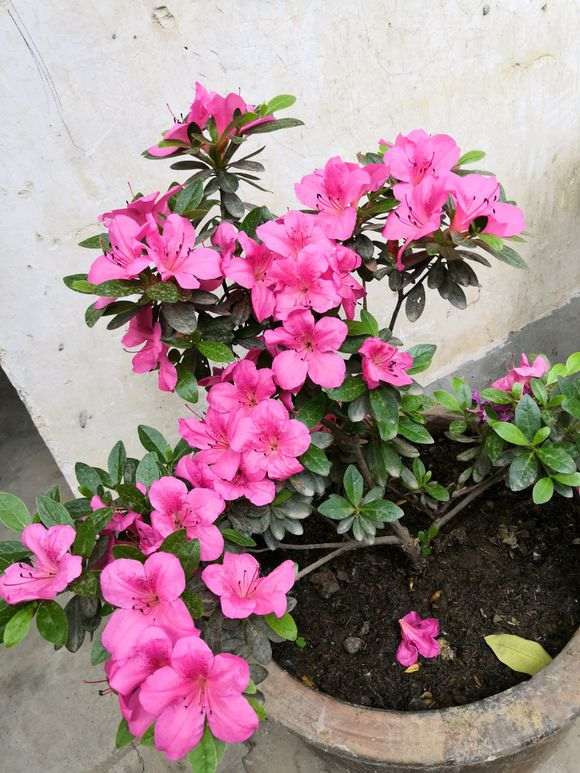 这个杜鹃下山桩是毛鹃吗？