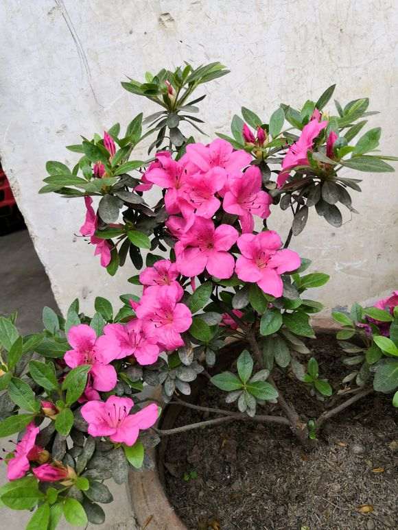 这个杜鹃下山桩是毛鹃吗？