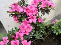 这个杜鹃下山桩是毛鹃吗 图片