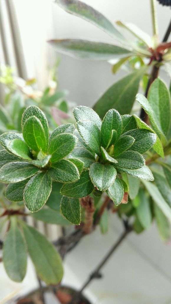 为什么夏季是杜鹃下山桩的赏叶季节