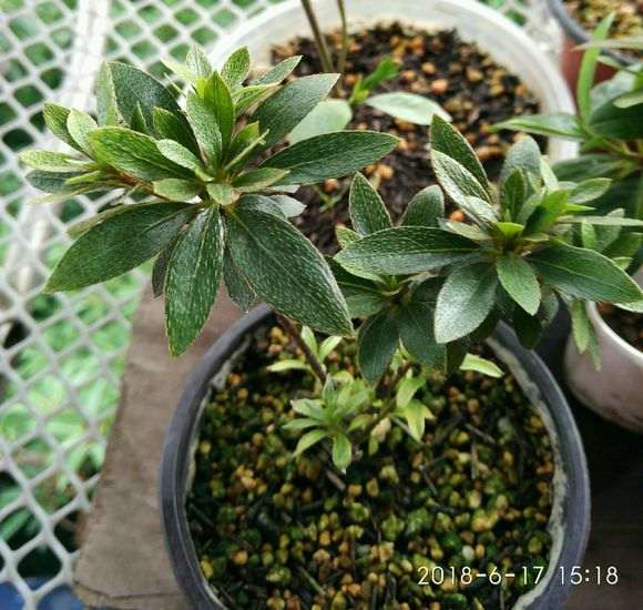 为什么夏季是杜鹃下山桩的赏叶季节