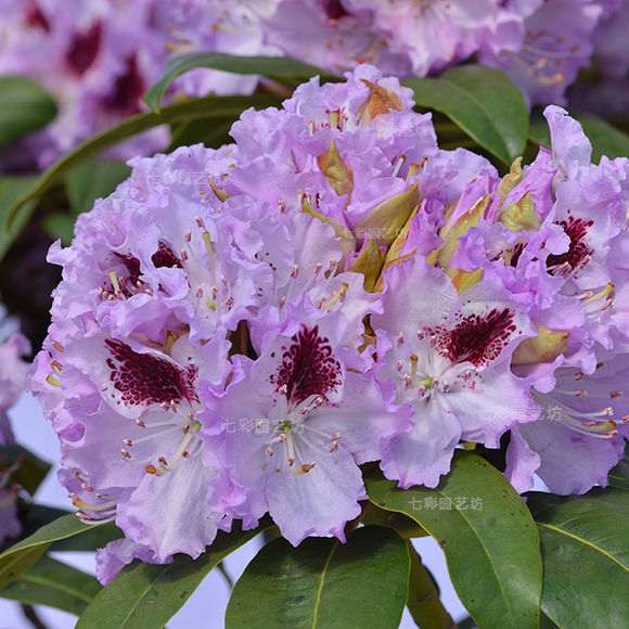 为什么夏季是杜鹃下山桩的赏叶季节