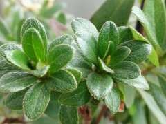 为什么夏季是杜鹃下山桩的赏叶季节 图片